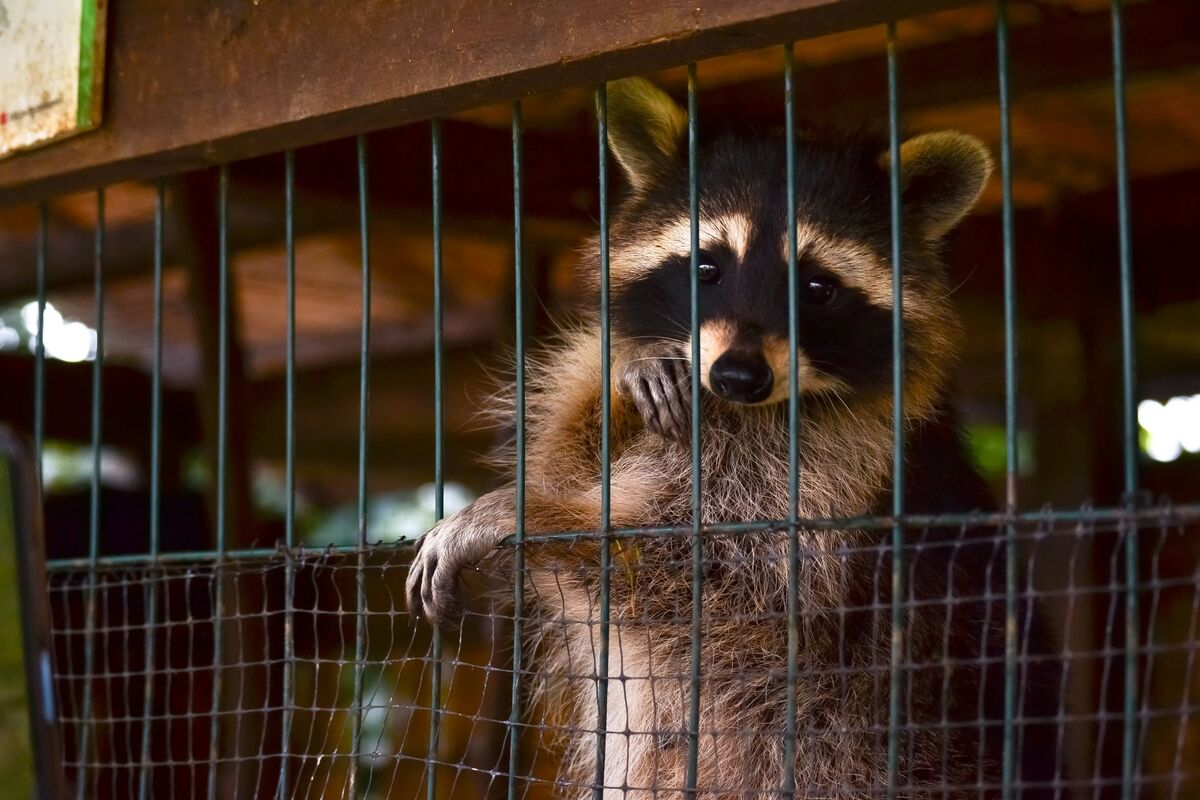 Привітний погляд за гратами