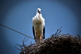 Символ незламності