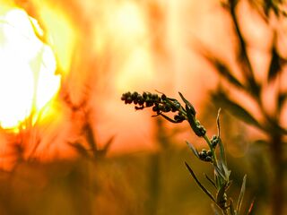 Золотий подих заходу