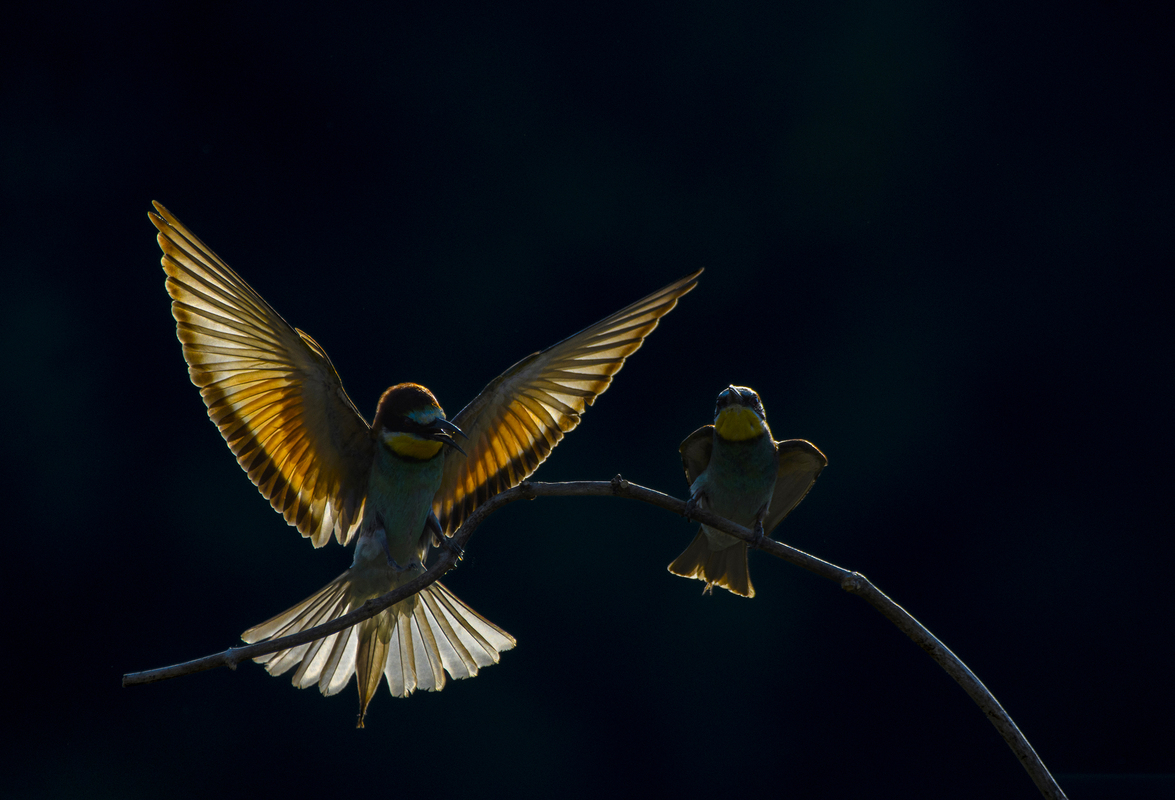 László Vaszily / Arrival