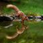 Red Squirrel jumping in the water