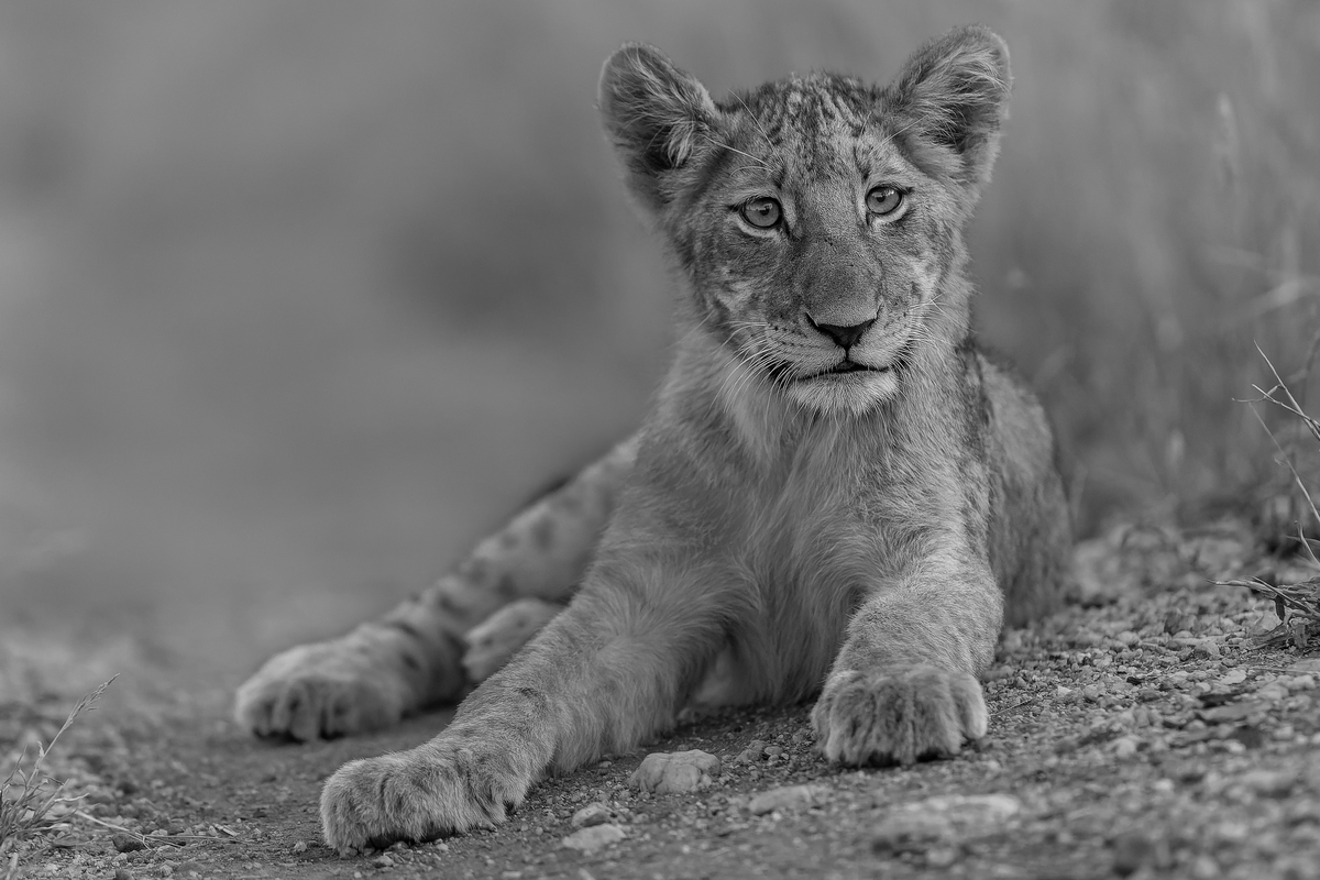 Already the pose of a King