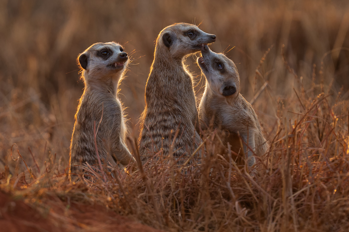 Give you a small kiss