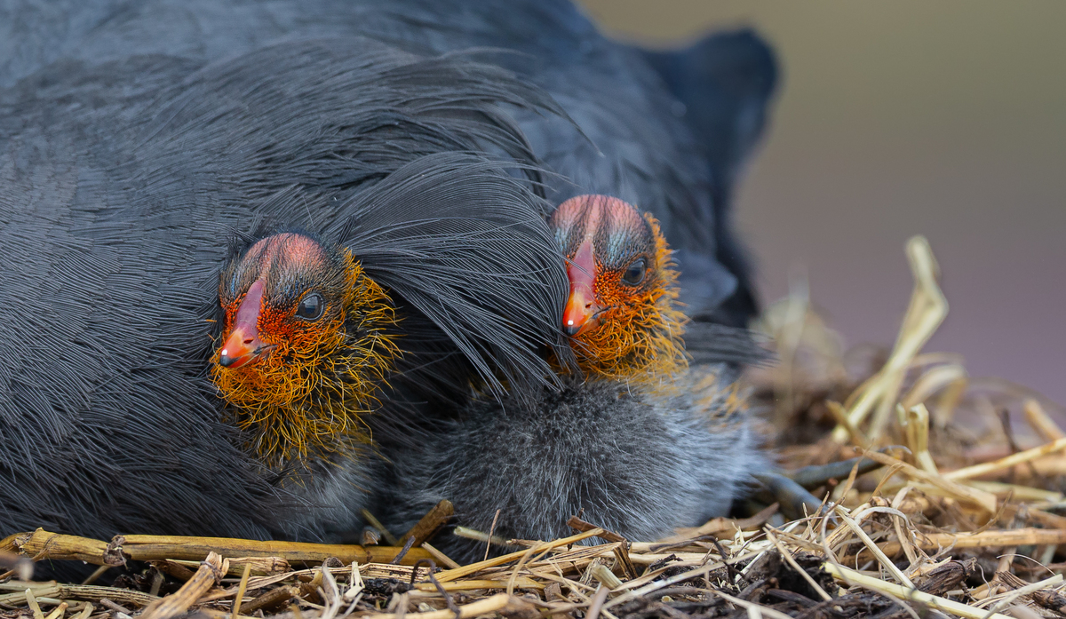 Safe under the feathers