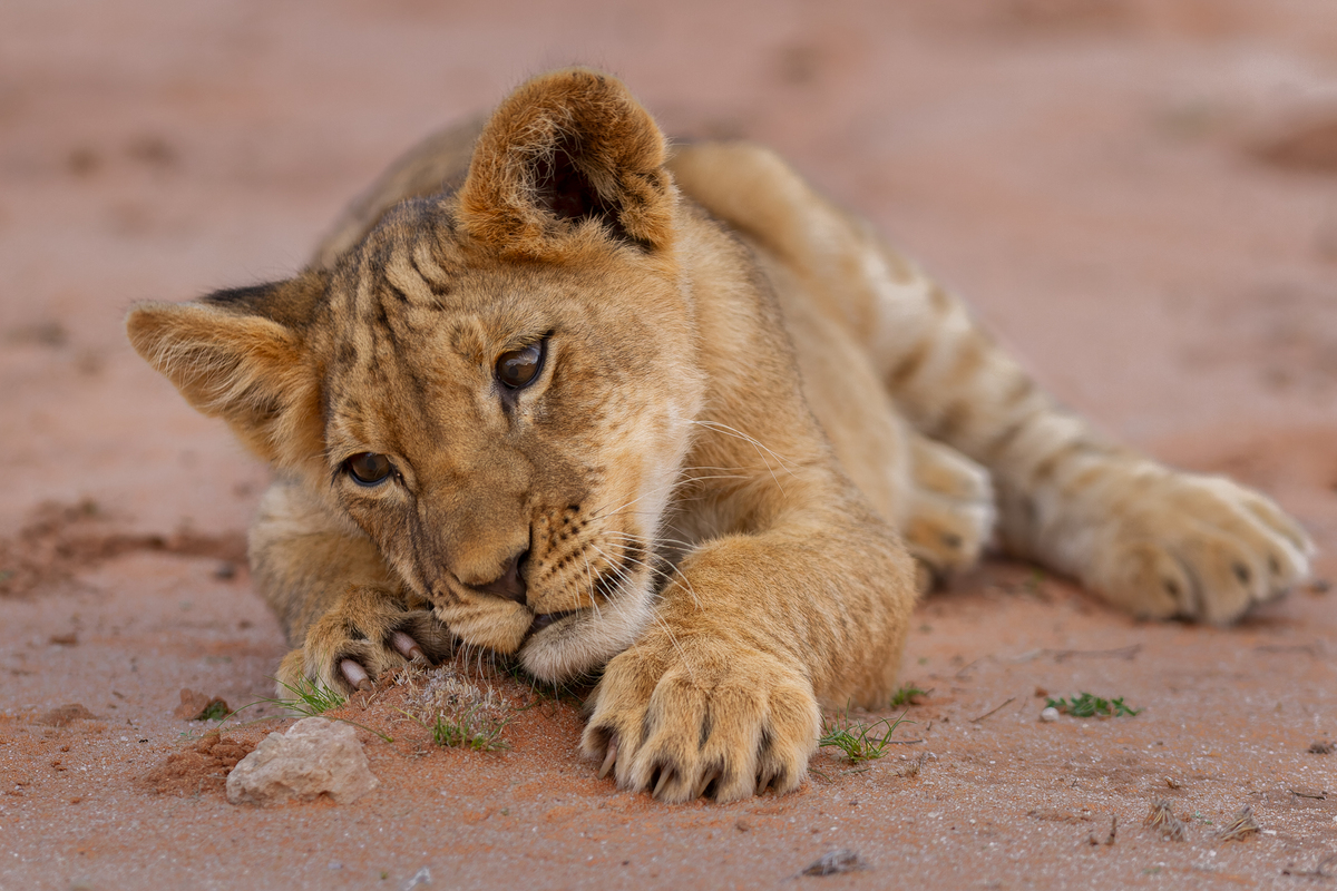 Tired of playing all day