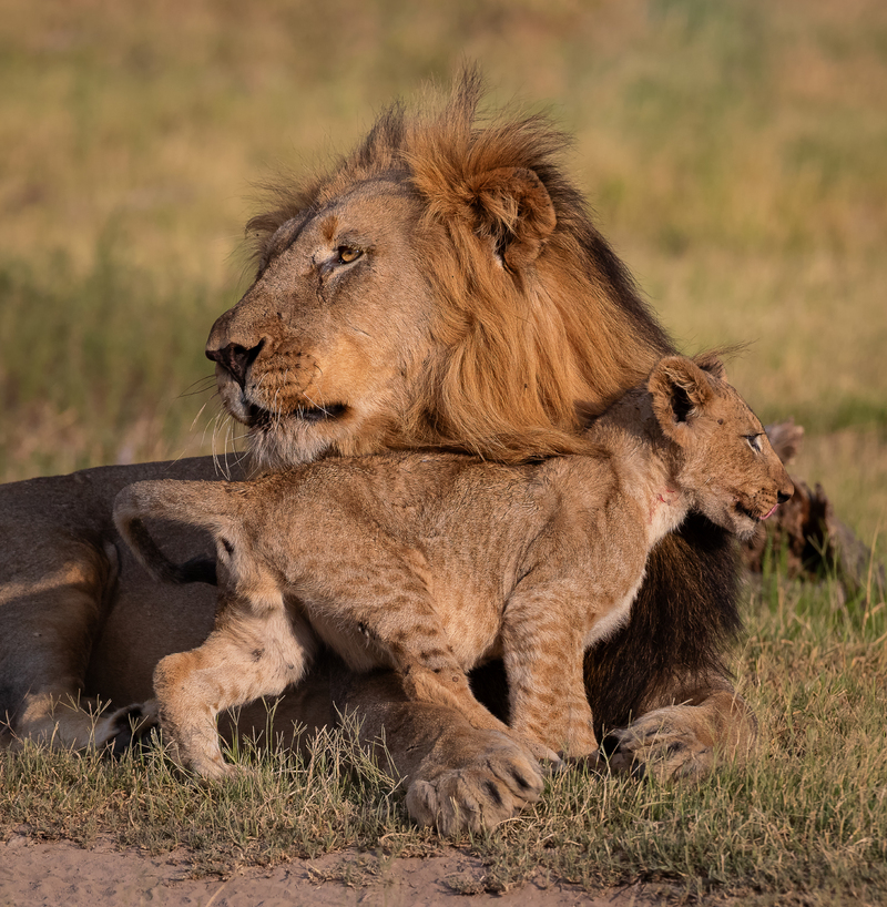 Cuddling with the King