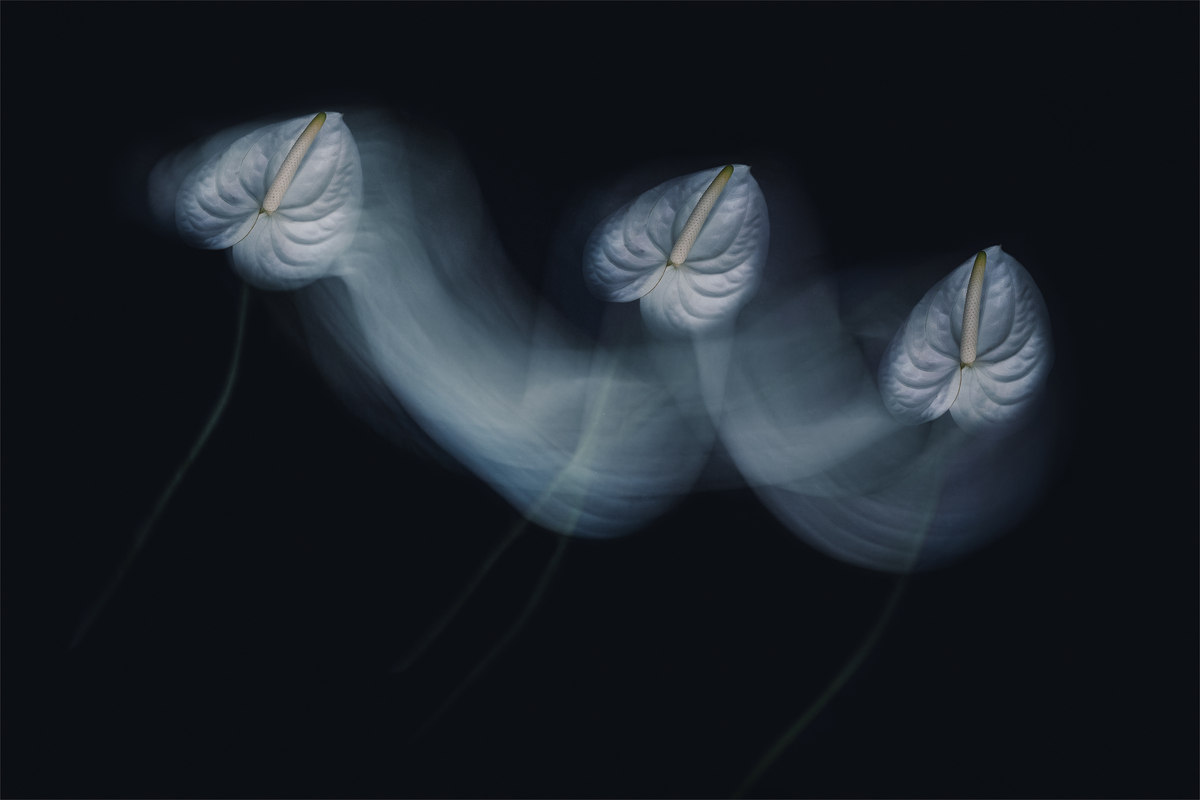 Flowers in motion