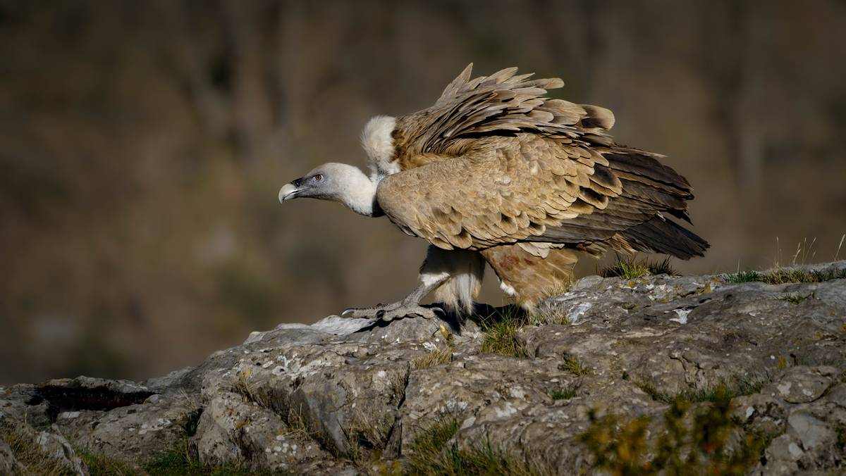 AHUECANDO LAS PLUMAS