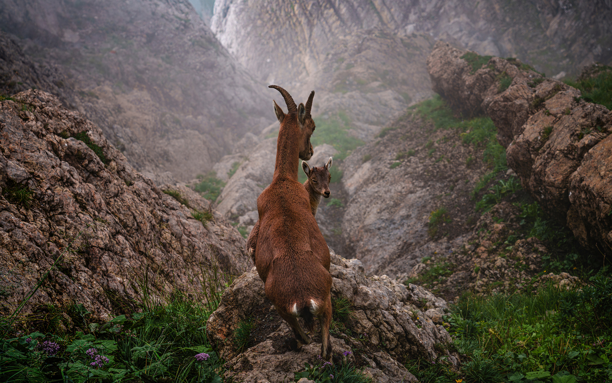 CABRA MONTESA CON SU CRIA