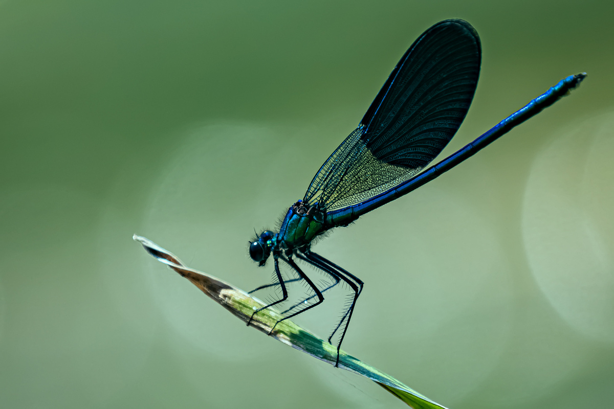 Dragonfly