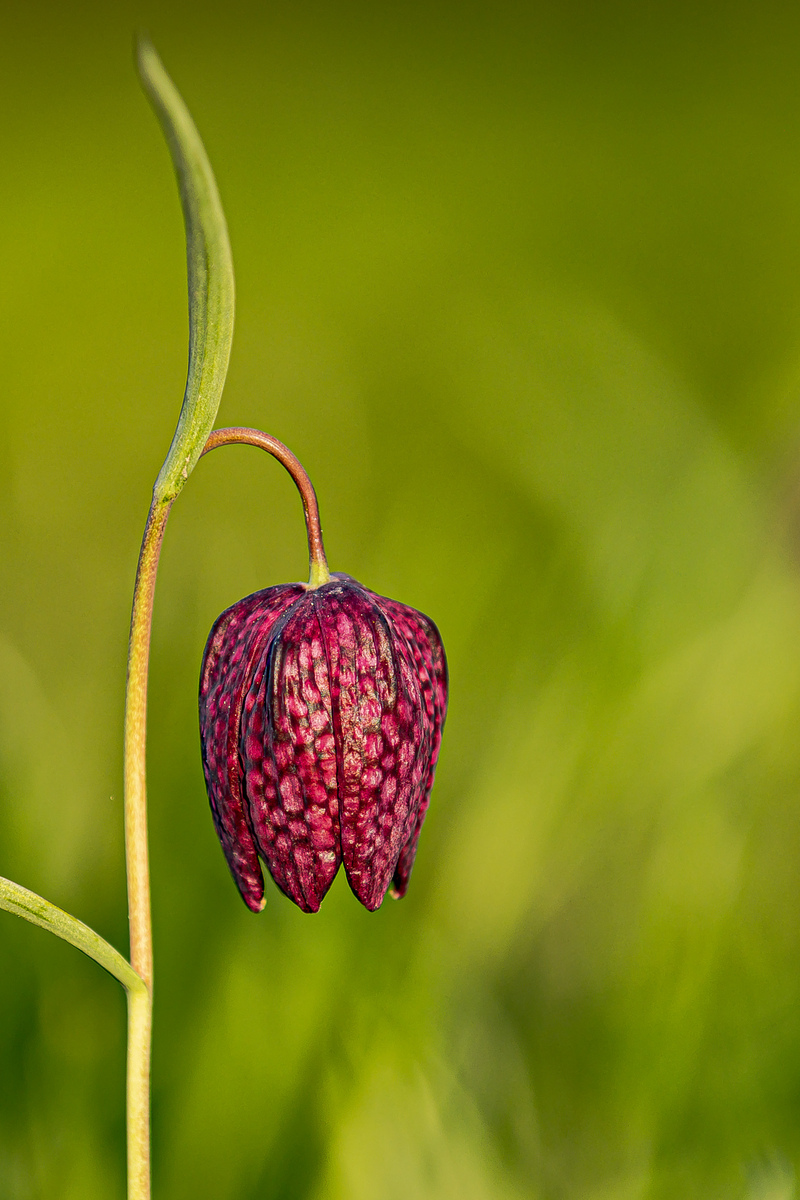 Fritillaria meleagris - red01