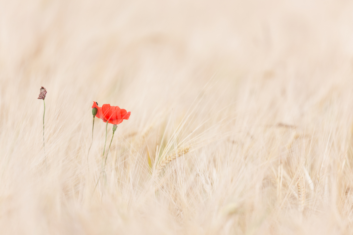 Coquelicots dans les blés