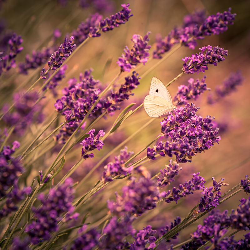 Papillon dans la lavande