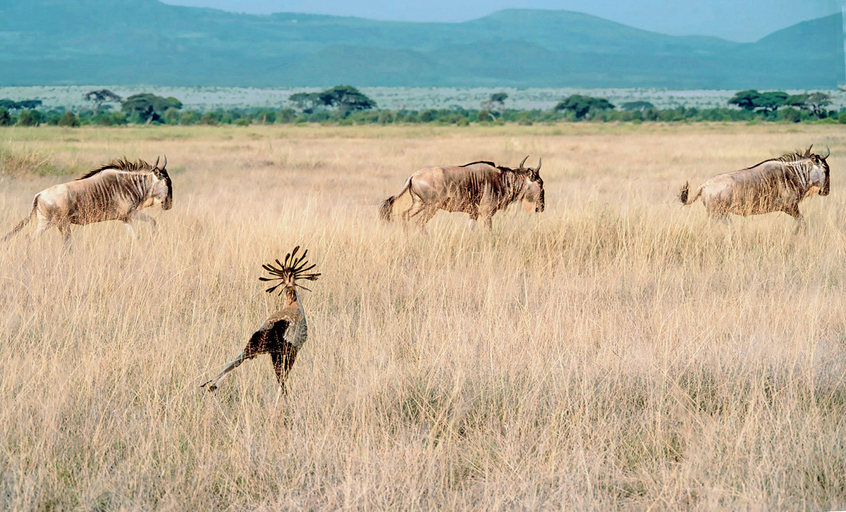 Secretary Bird and Wildebeest 4980