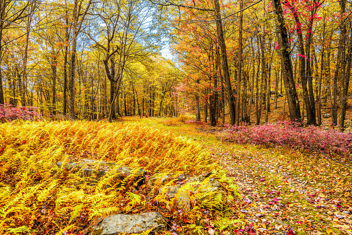 Ramapo Fall Color 2219