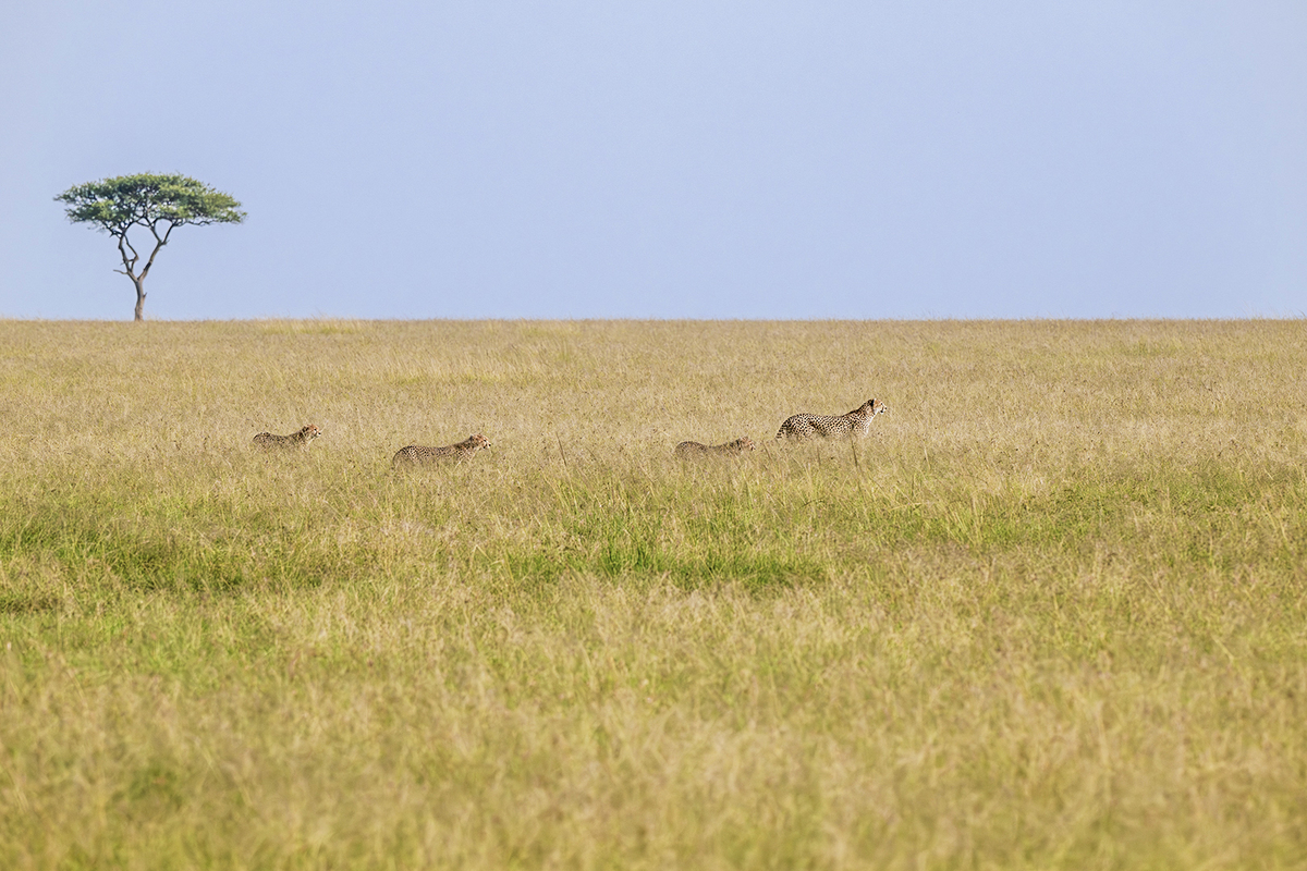 Cheetahs Roaming 4575