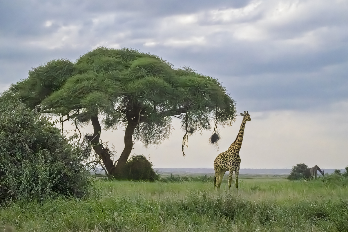 Maasai Giraffes 0386