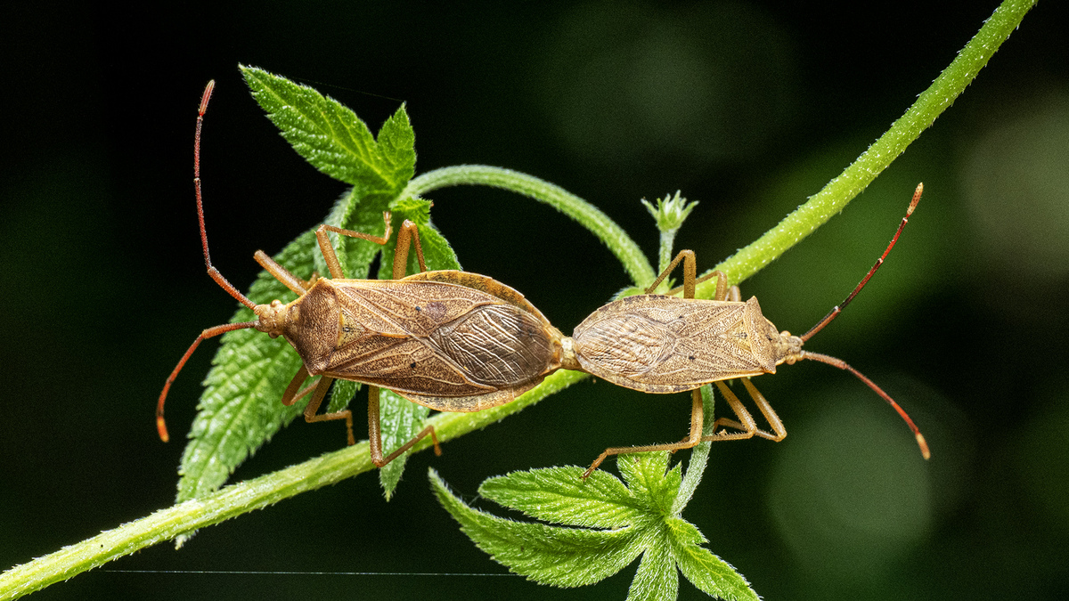 Homoeocerus chinensis mating