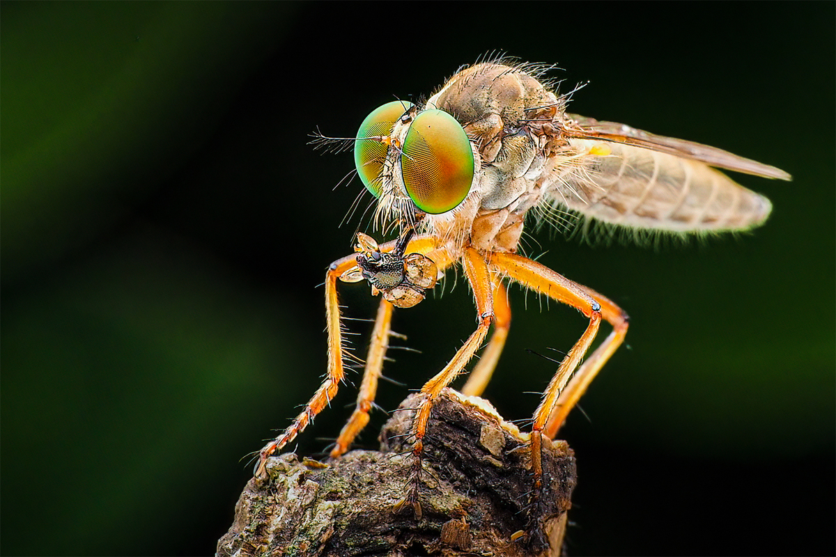 Robber fly 1