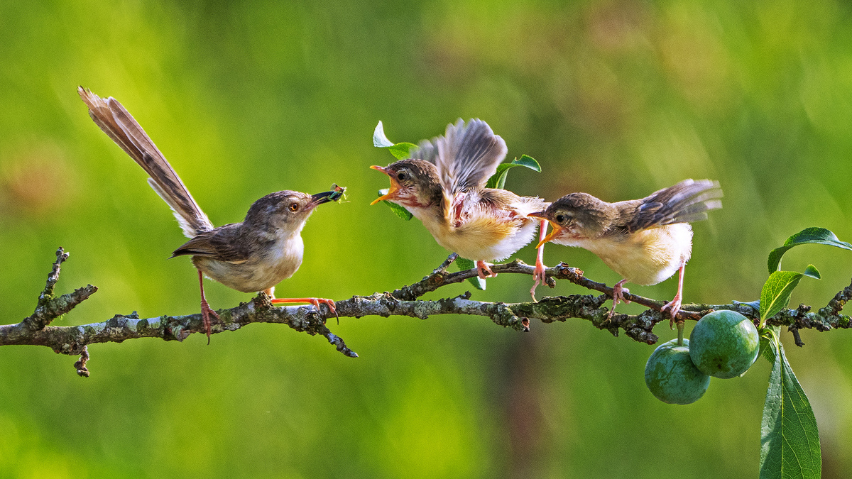 WEI CHIN HO / Yellow-bellied Prinia Breeding