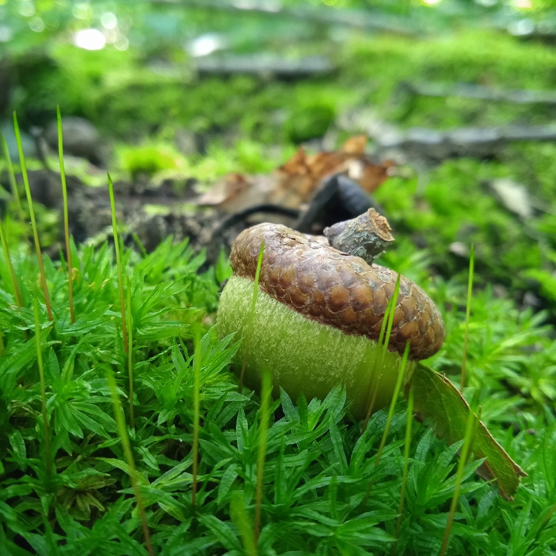 Лісовий житель