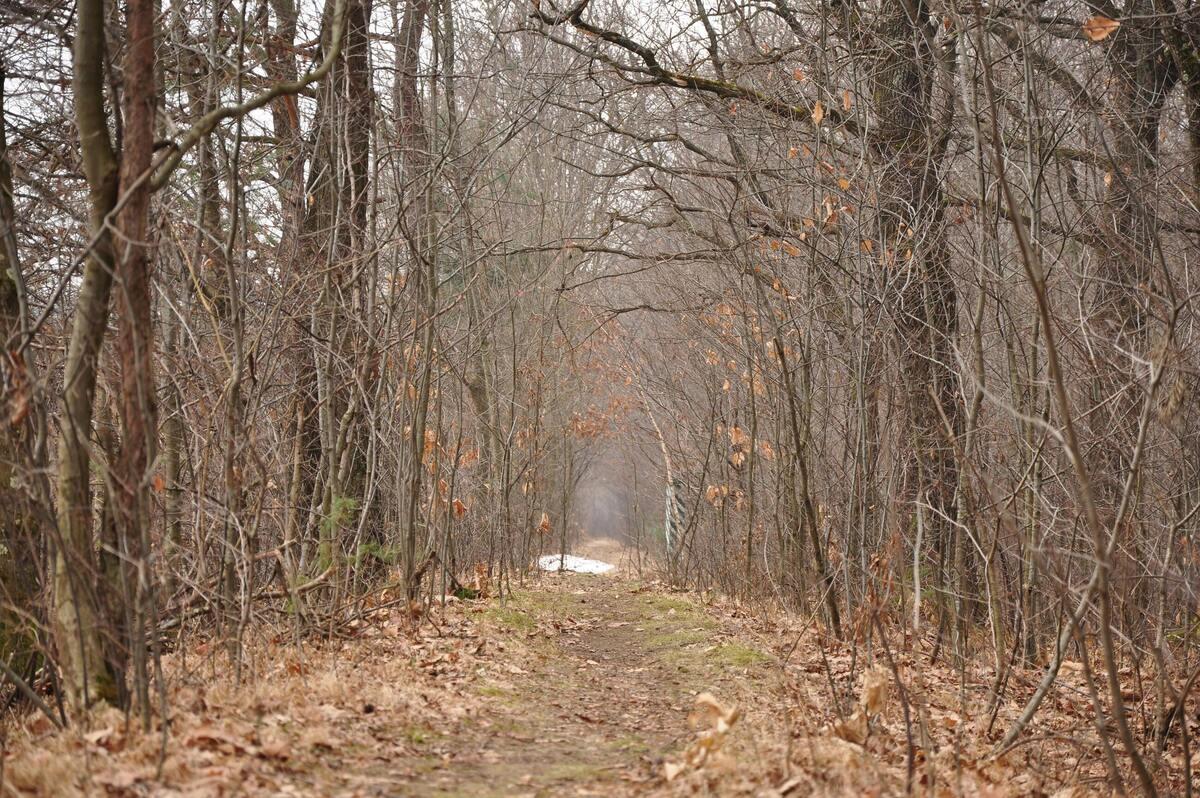 Лісова алея