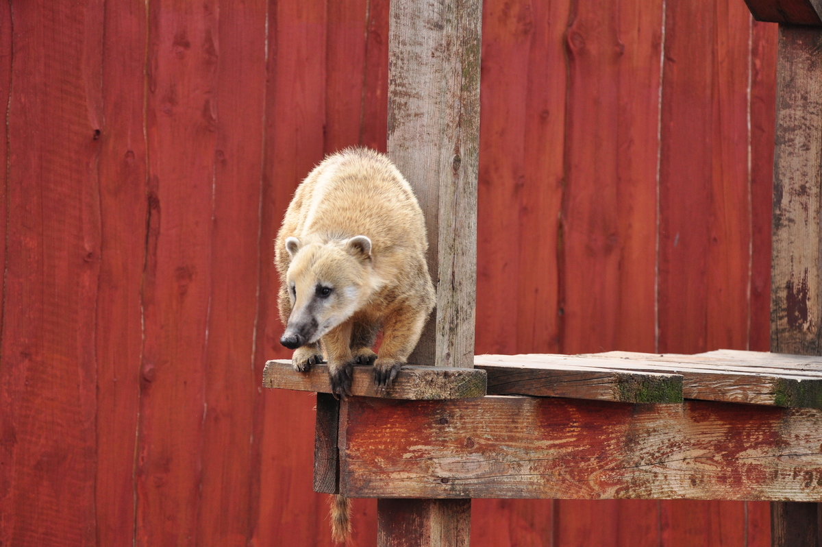 Канатоходець