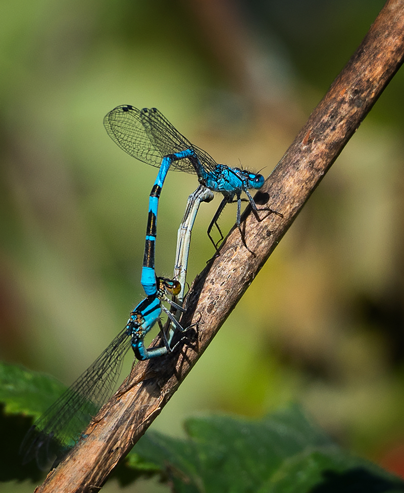 Dragonflies Mating