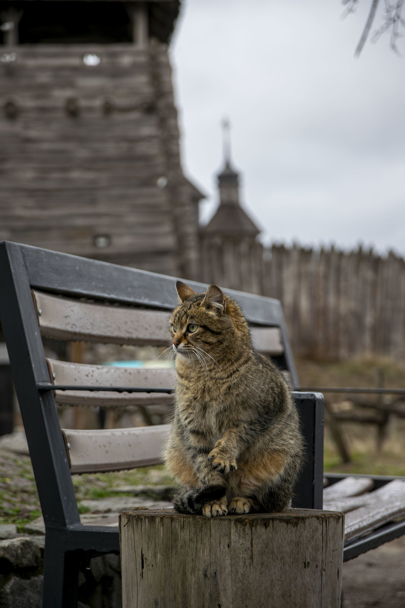 Жителька на Запорозькій Січі