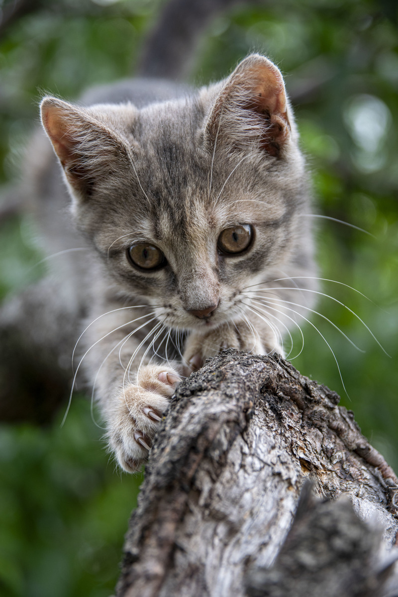 Прогулянка по дереву