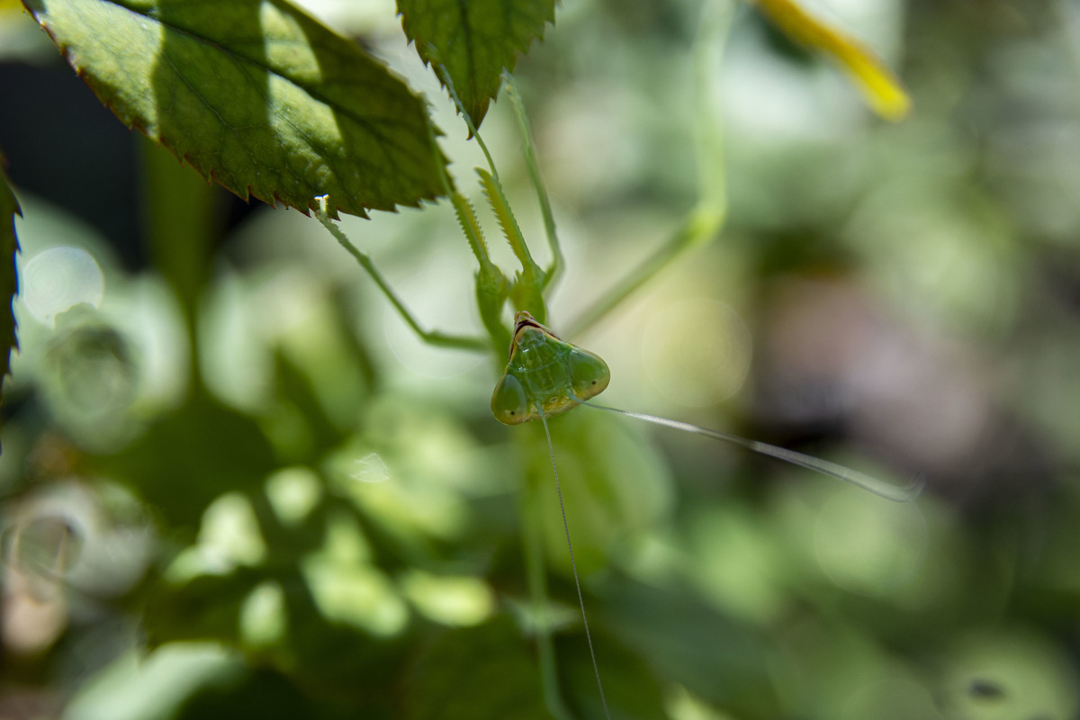 Маленький світ 