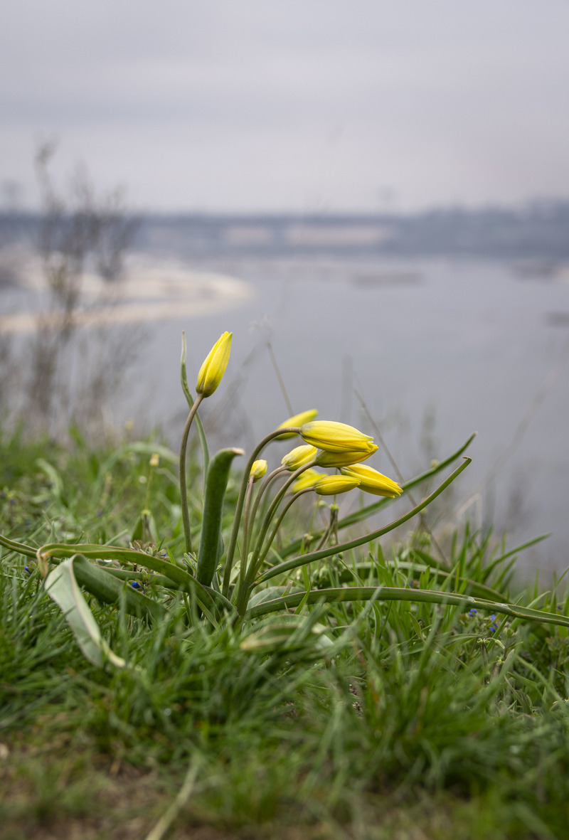 Природа на скелях Хортиці