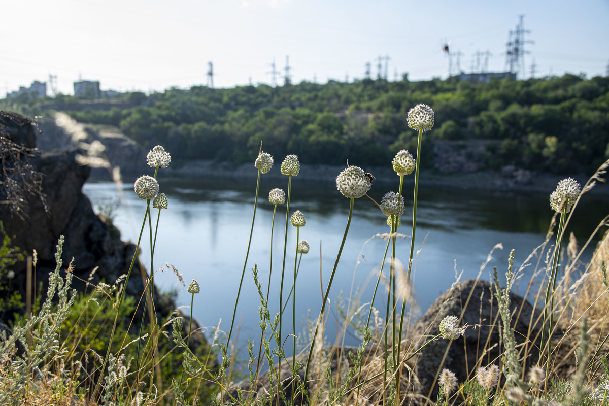 Природа заповідної Хортиці 