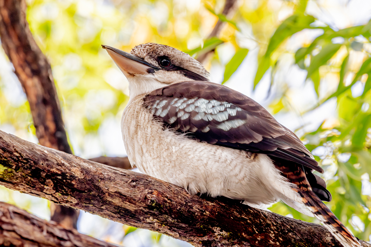 Kookaburra
