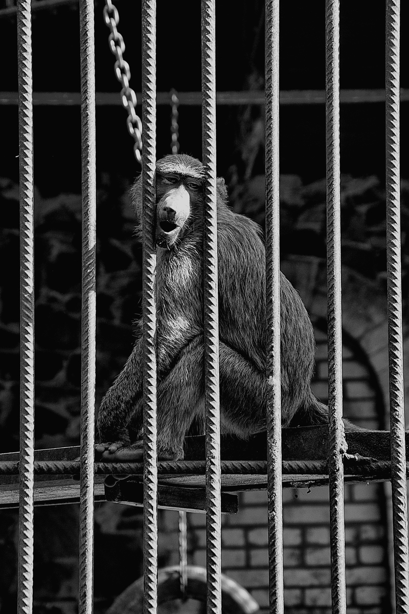 Крик у невооі