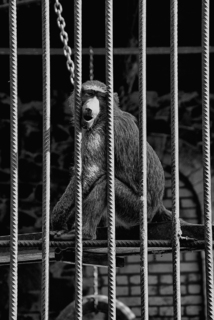 Крик у невооі