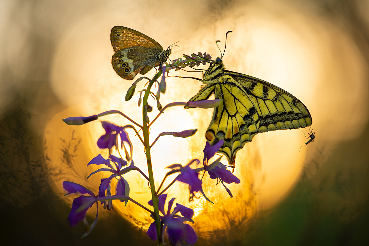 Three insects and a flower