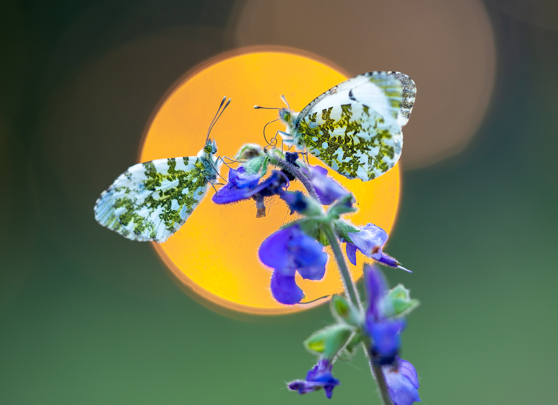 Enchanted by the sun