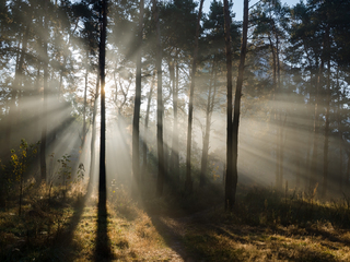 Autumn rays