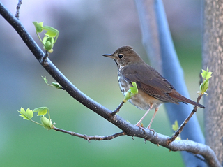 Hermit thrush