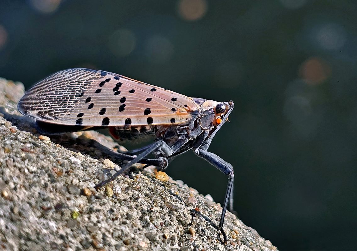 Spotted lanternfly