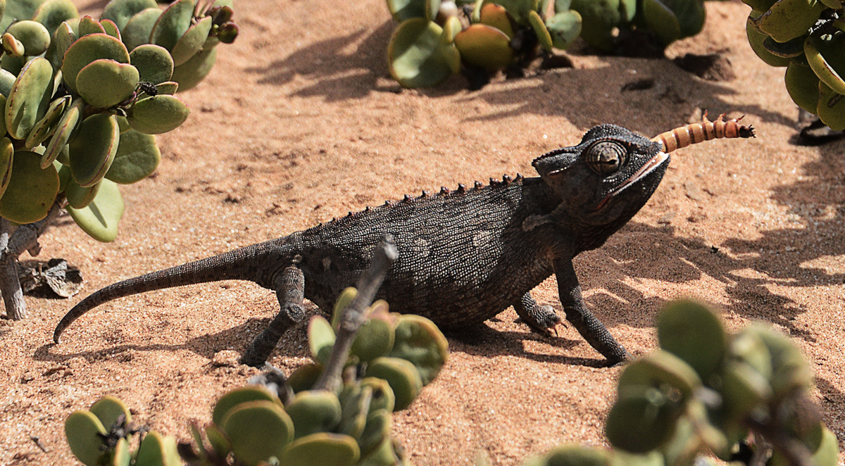 Cameleon namaqua and prey Namib