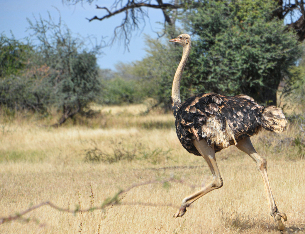 Ostrich Race