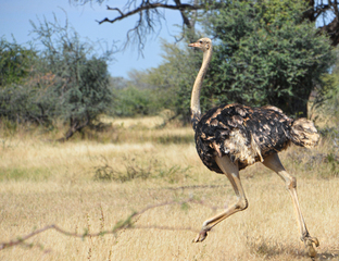 Ostrich Race