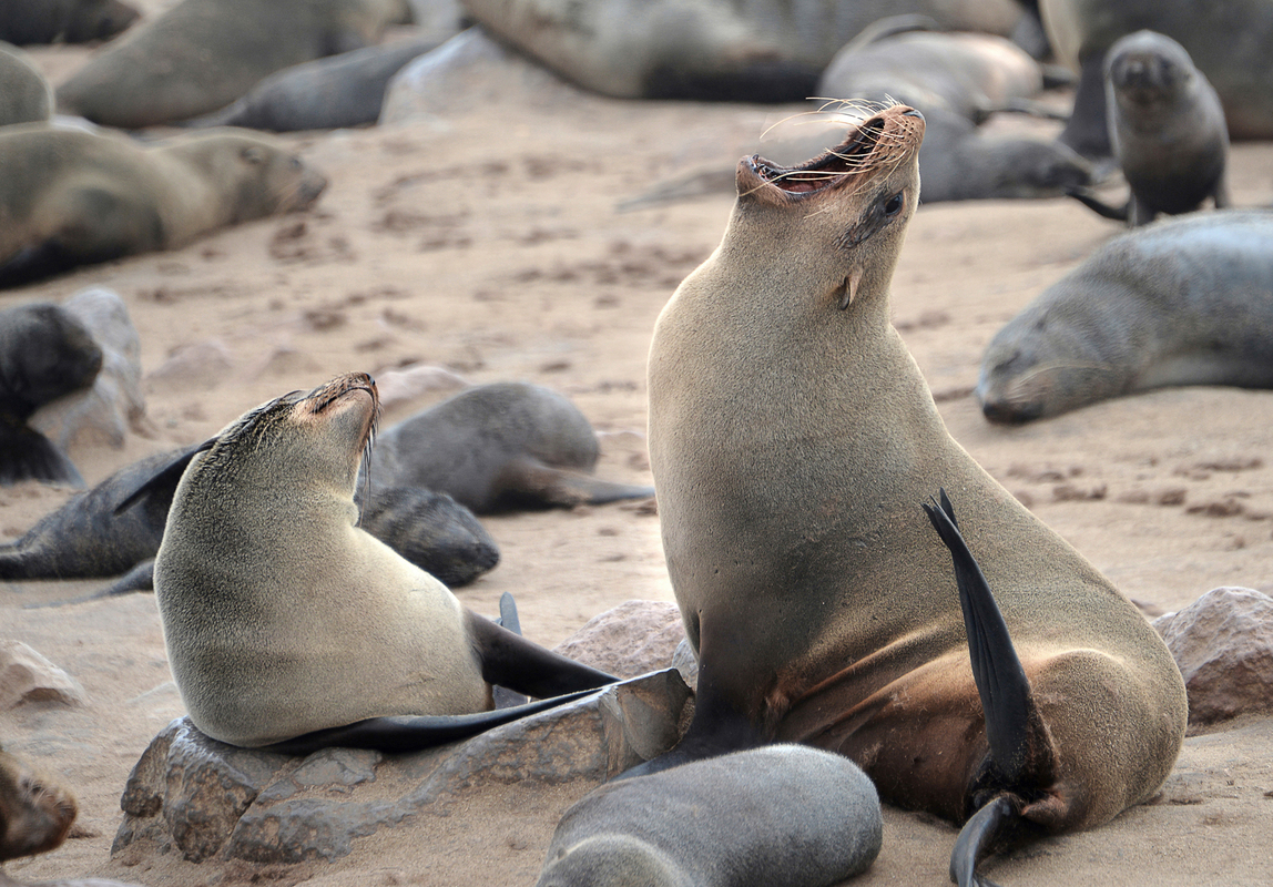 Sea lions Cape Cross