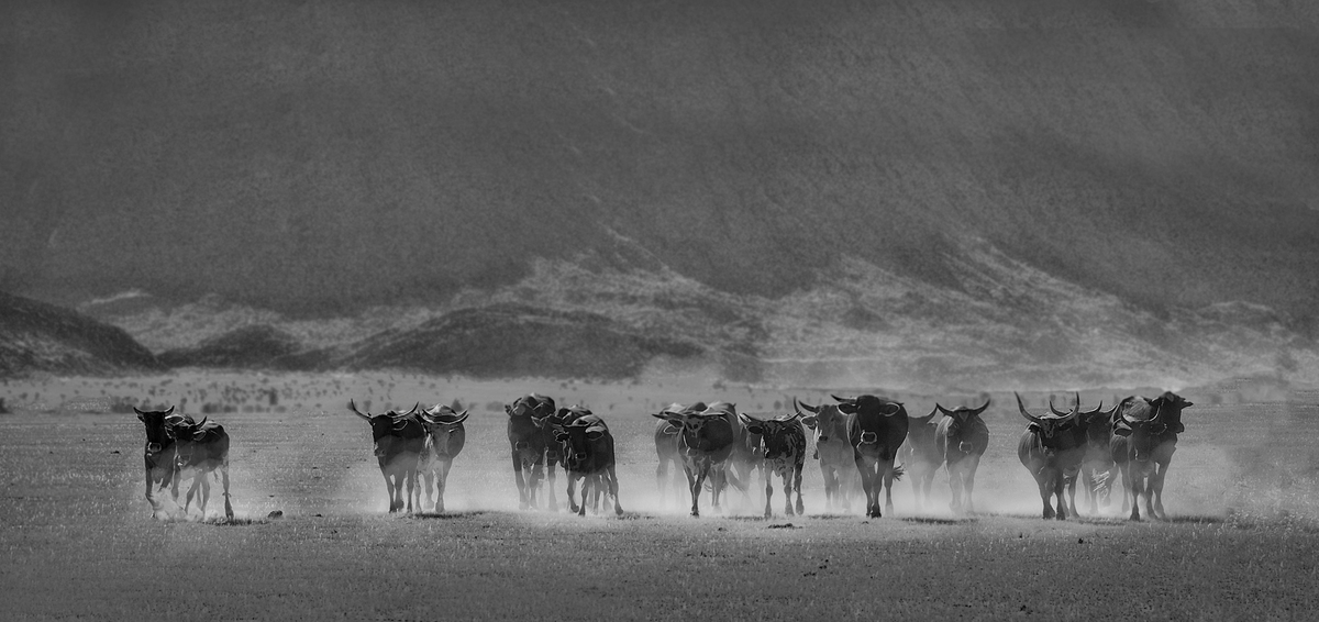 Cattle Marienfluss Valley