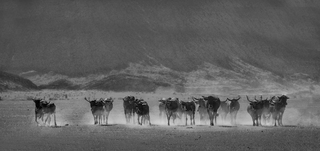 Cattle Marienfluss Valley