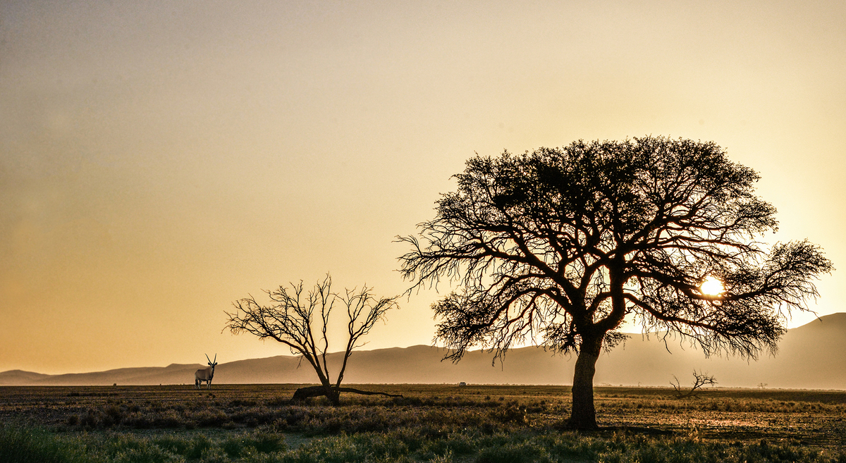 Oryx Sunset in Sossusvlei