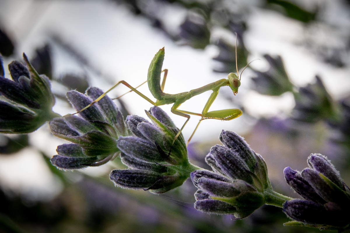 Лавандові поля1