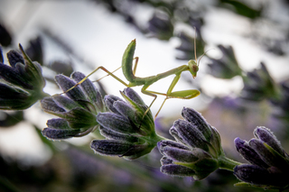 Лавандові поля1